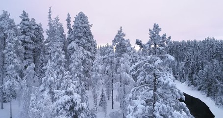 Wall Mural - Drone aerial view of snow covered trees and a black watered river in winter. 4K footage with tracking movement