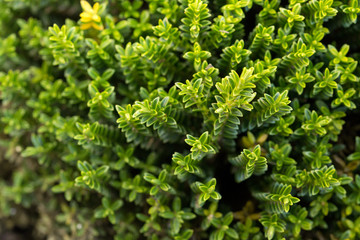 Hebe Emerald Gem
