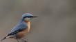 © chermit - Nuthatch in a pose of anxiety stands on a blurred brown background