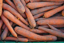 Fresh Organic Sand Carrots With Soil For Sale At A Farmers Market
