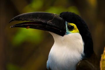 Close up of a cute Blue chest toucan