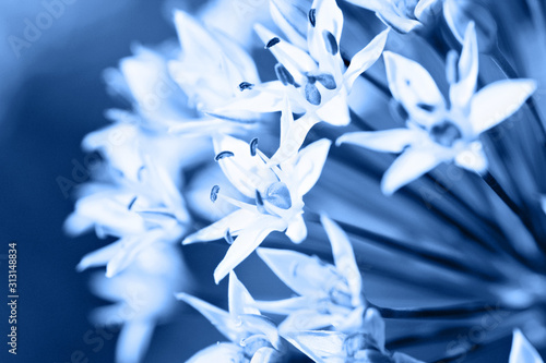Fotomural Abstract background with blosoom flowers in blue color