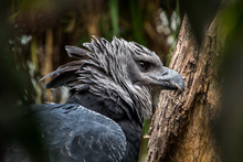 American Harpy Eagle Close Up