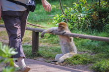 Barbary Macaque In Serengeti Park, Zoo And Leisure Park In Germany