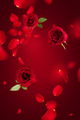 Flying petals and red roses on a red background with copy space. Creative floral levitation in the air nature layout. Spring blossom concept for wedding, women, Mother, 8 March, Valentine's day