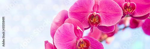 Dekoracja na wymiar  piekna-rozowa-orchidea