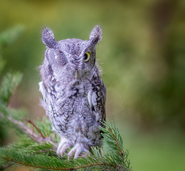 Fototapete - Screech Owl