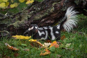 Wall Mural - eastern spotted skunk (spilogale putorius) tail lifted near log autumn