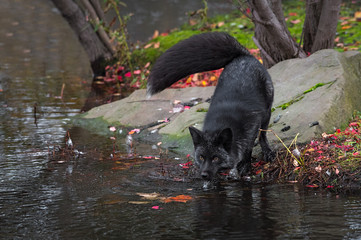 Wall Mural - silver fox (vulpes vulpes) water dripping from face autumn