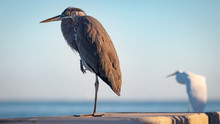 Great Blue Egret Heron Perched On Dock During Windy Sunset 