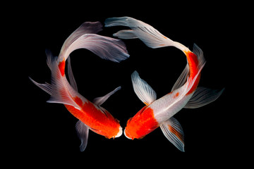 Sticker - Koi fish isolated on black background with clipping path