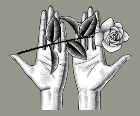 Female hands holding a white roses on her palms