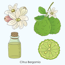 Herbs, Spices And Seasonings Collection. Vector Hand Drawn Illustration Of Citrus Bergamia, Flowers And Fruits