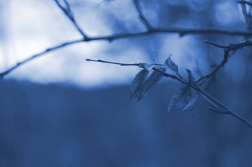 Classic blue background, copy space. Color of the year 2020. Nature floral background.