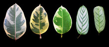 Variegated Leaves Of Ficus Benjamina And Maranta Leaves Isolated On Black Background, Tropical Set.