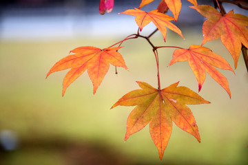 Wall Mural - Autumn season colorful of leaves a park in Kyoto