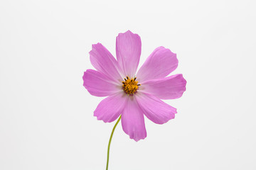 Wall Mural - pink cosmos flower isolated