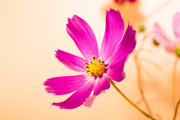 Wall Mural - beautiful pink flower cosmos in studio decoration