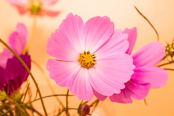 Wall Mural - beautiful pink flower cosmos in studio decoration