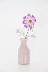 Wall Mural - pink cosmos flower in a vase on white background