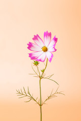 Wall Mural - beautiful cosmos flower on orange background