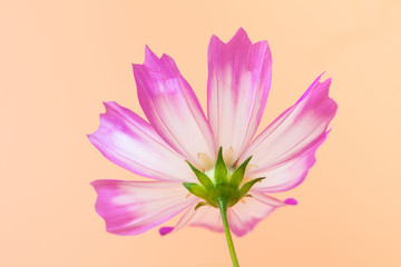 Wall Mural - beautiful cosmos flower on orange background