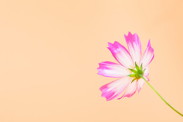 Wall Mural - beautiful cosmos flower on orange background