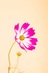 Wall Mural - beautiful cosmos flower on orange background