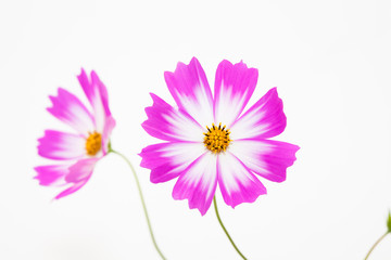 Wall Mural - isolated pink cosmos flower on white