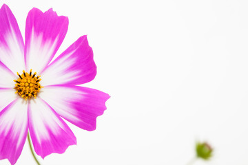 Wall Mural - isolated pink cosmos flower on white