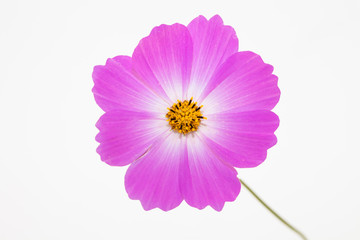 Wall Mural - Isolated Pink cosmos flower on white
