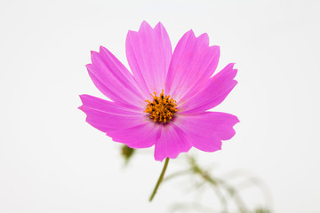 Wall Mural - Isolated Pink cosmos flower on white