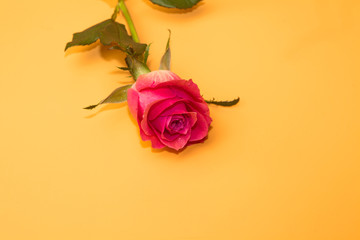 Wall Mural - pink rose flower on orange background (