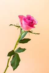 Wall Mural - pink rose flower on orange background (