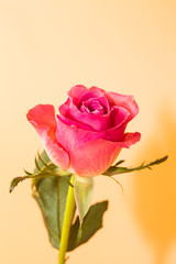 Wall Mural - pink rose flower on orange background (