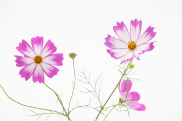 Wall Mural - Studio Shot of Pink and white Cosmos Flower Isolated on White in deco
