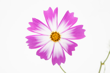 Wall Mural - Studio Shot of Pink and white Cosmos Flower Isolated on White in deco