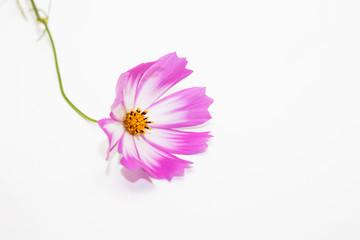Wall Mural - Studio Shot of Pink and white Cosmos Flower Isolated on White in deco