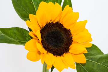 Wall Mural - Studio shot of Sun flower