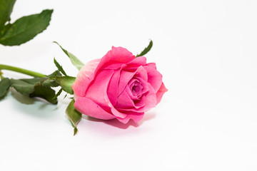 Wall Mural - Studio shot of pink rose flower in deco