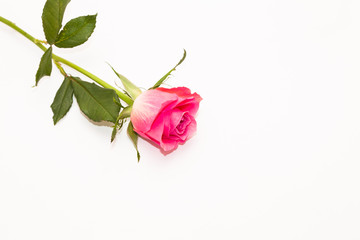 Wall Mural - Studio shot of pink rose flower in deco