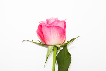 Wall Mural - Studio shot of pink rose flower in deco