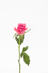 Wall Mural - Studio shot of pink rose flower in deco