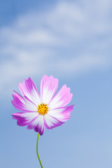 Wall Mural -  Beautiful view of pink and white cosmos flower at blue sky background