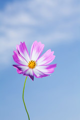 Wall Mural -  Beautiful view of pink and white cosmos flower at blue sky background