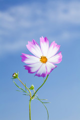 Wall Mural -  Beautiful view of pink and white cosmos flower at blue sky background