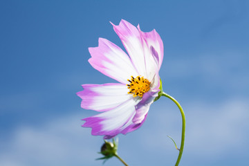 Wall Mural -  Beautiful view of pink and white cosmos flower at blue sky background