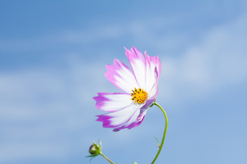 Wall Mural -  Beautiful view of pink and white cosmos flower at blue sky background