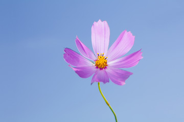 Wall Mural - Pink cosmos flower at blue sky background 
