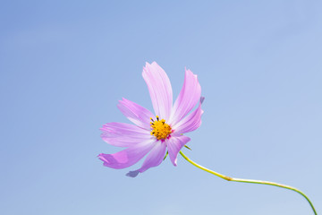 Wall Mural - Pink cosmos flower at blue sky background 